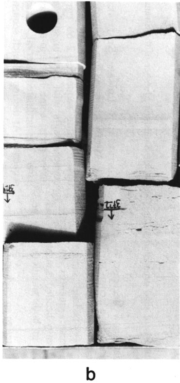Black and white photo of core.