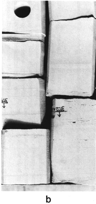 Black and white photo of core.