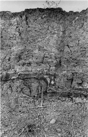 Black and white photo of Pierre Shale outcrop with distict fold exposed; rock hammer for scale.