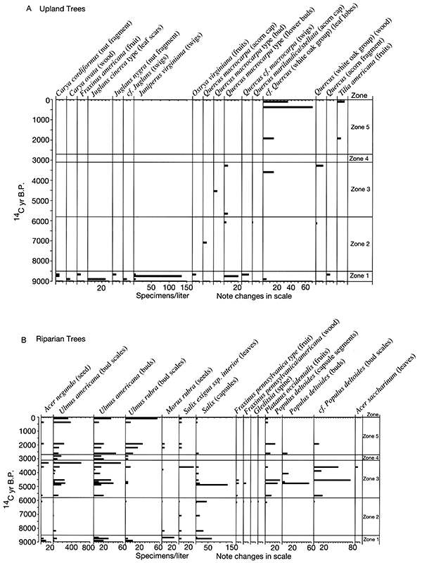 Summary of plant macrofossils derived from trees.