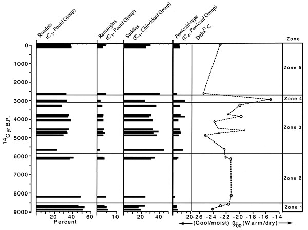 Phytolith and stable carbon isotope records for sediment samples.