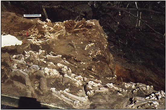 Color photo of the upper bonebed exposed near the end of the 1993 field season.