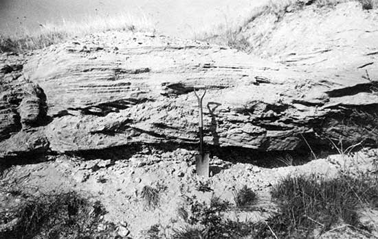 Black and white closeup photo of cemented alluvial sand and gravel of Ogallala Formation, shovel for scale.