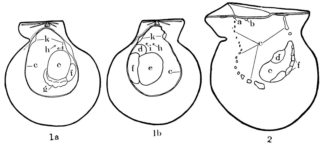 Musculature in modern Pecten islandicus, a typical representative of the Pectinidae, and Pinctada vulgaris, a typical species of the Pteriidae.