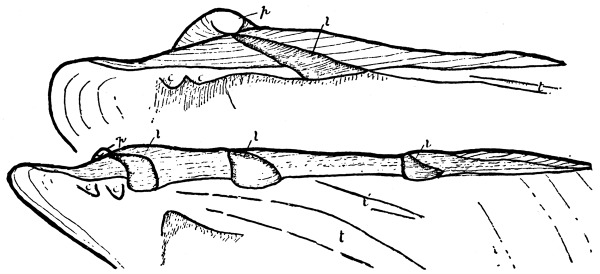 Perna ephippium, (modern), after Jackson.