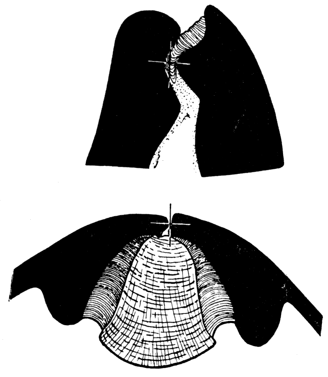 Pecten (Chlamys) islandicus section and camera-lucida drawing.