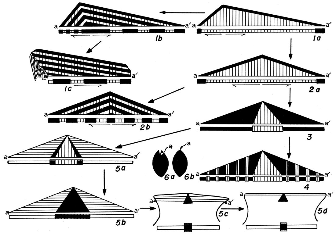 Hypothetical development of pectinid and pteriid types of ligament from the arcid type of ligament.