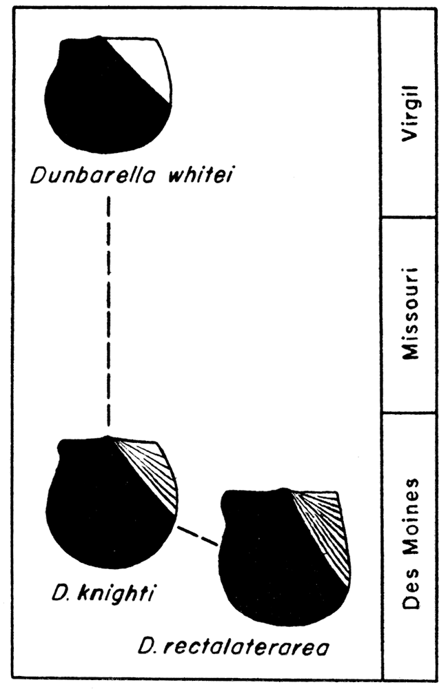 Evolution in the American species of the new genus Dunbarella.