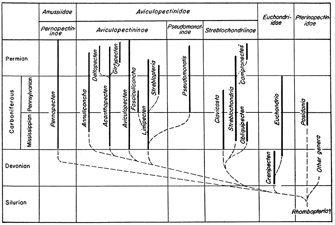 Hypothetical phylogeny of the Aviculopectinidae, Amussiidae, and Euchondriidae.