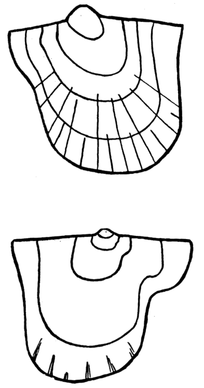 Early growth stages of the beaks of Aviculopecten exemplarius Newell, n. sp.