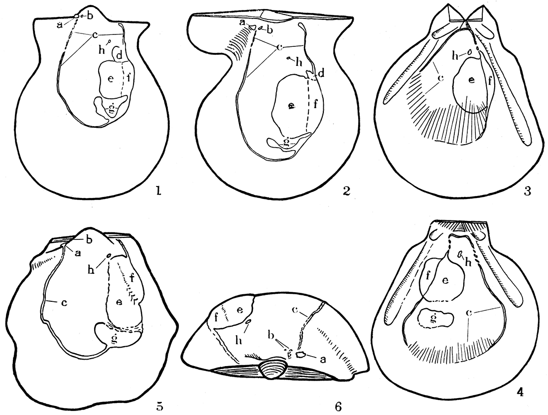 Musculature in three types of Pennsylvanian pectinoids.