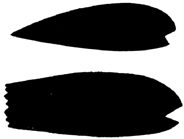 Comparison of profiles of Limipecten texanus (upper) with Limipecten morsei (lower).