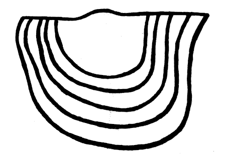 Juvenile growth stages of Annuliconcha interlineata.