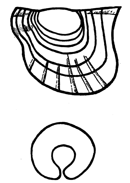 Girtypecten sublaqueatus (Girty).