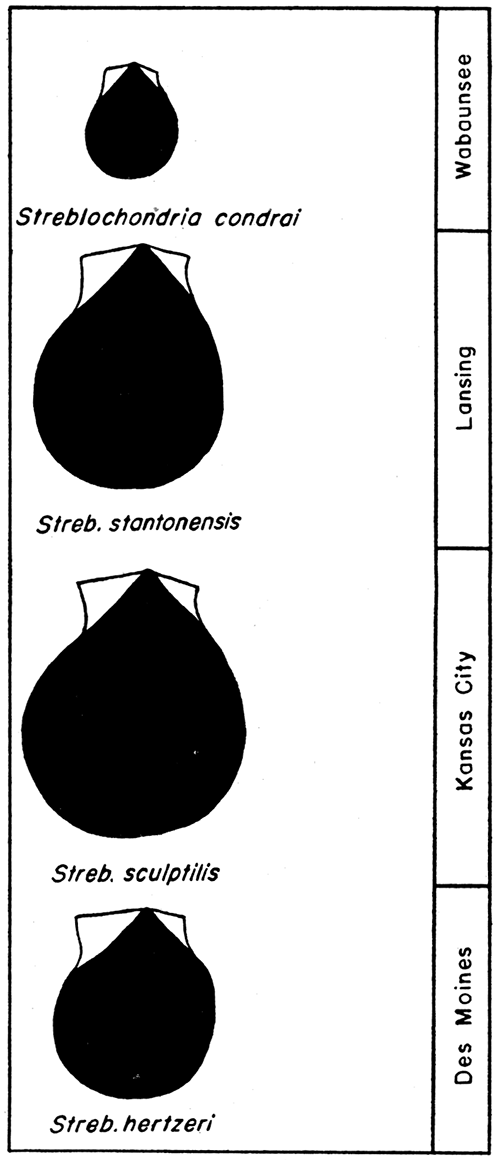 Comparison of some American species of Streblochondria, showing relative geologic age.