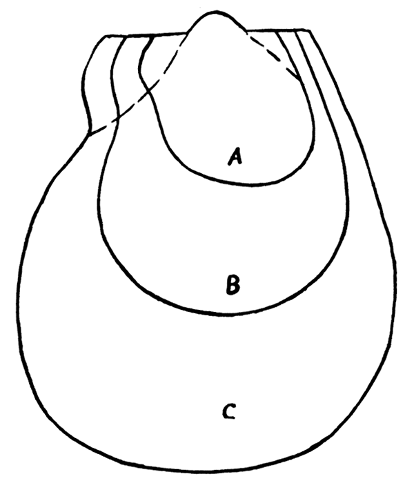 Streblochondria? tenuilineata. Early growth stages in a paratype, showing progressive changes in form.