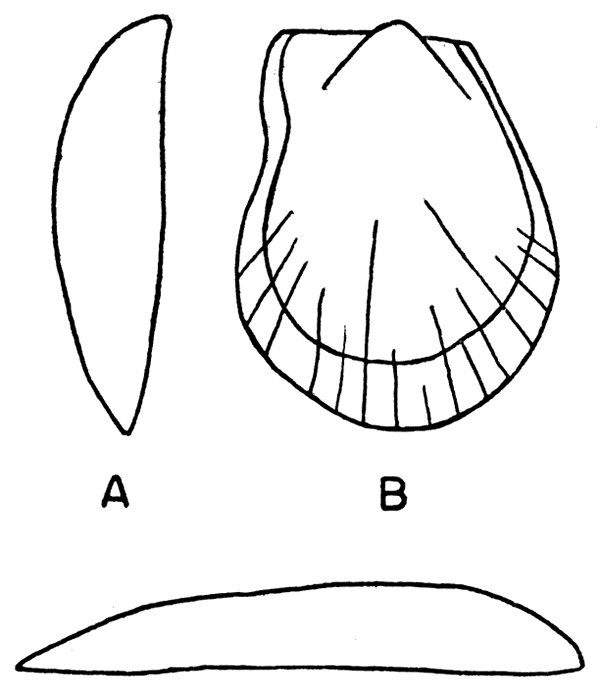 Pseudomonotis hawni (Meek and Hayden).