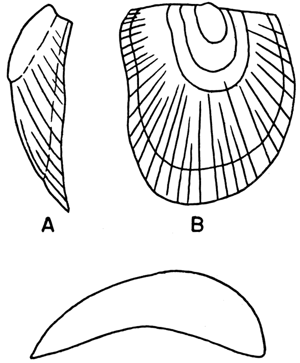 Pseudomonotis beedei Newell.