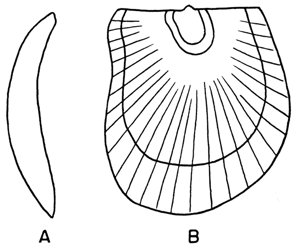 A topotype specimen of Pseudomonotis equistriata Beede.