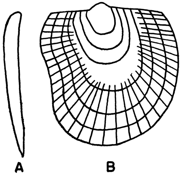 Camera lucida drawings of the umbonal area of a topotype, a left valve, of Pseudomonotis robusta Beede.