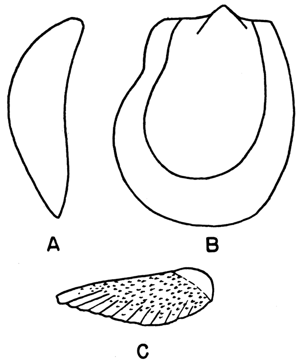 Holotype of Pseudomonotis spinosa Sayre.