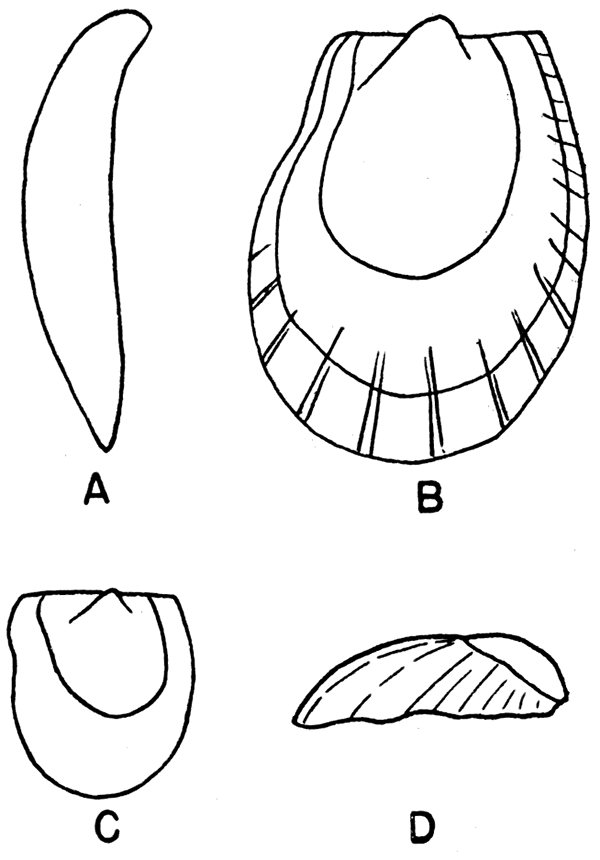 Holotype of Pseudomonotis sayrei Newell.