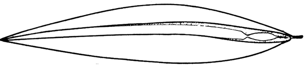 Restoration of Pernopecten prosseri (Mark). Posterior view, with valves closed.