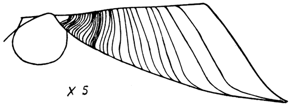 Anterior auricle of a right valve of Pernopecten prosseri (Mark) showing the progressive loss of the byssal notch during ontogeny.