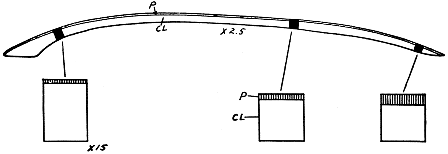 Anterior auricle of a right valve of Pernopecten prosseri (Mark) showing the progressive loss of the byssal notch during ontogeny.