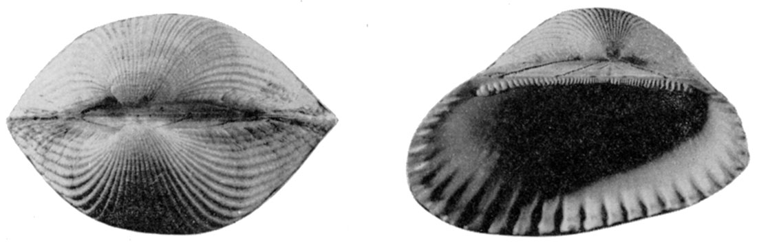 Photos of Arca transversa Say, dorsal view and left valve.