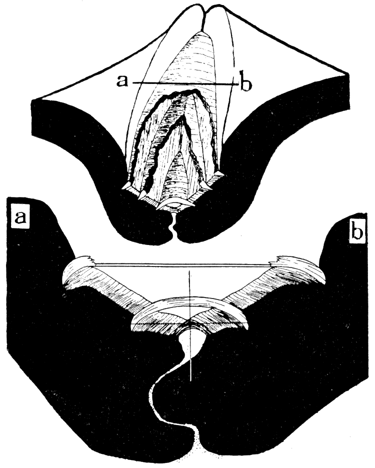 Camera lucida drawings of Arca transversa Say, showing transverse sections through the hinge, back of the beaks.