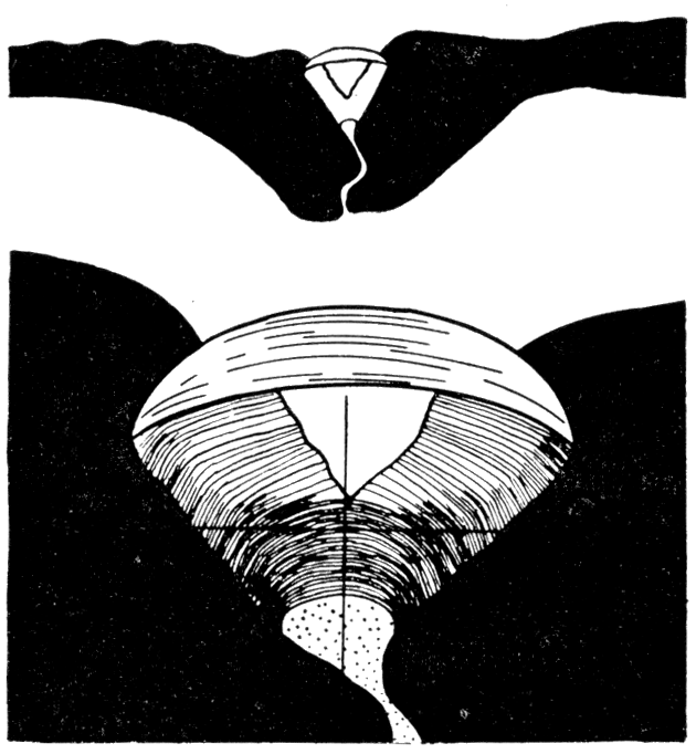 Camera-lucida drawing of a section through the ligament in Arca pexata.