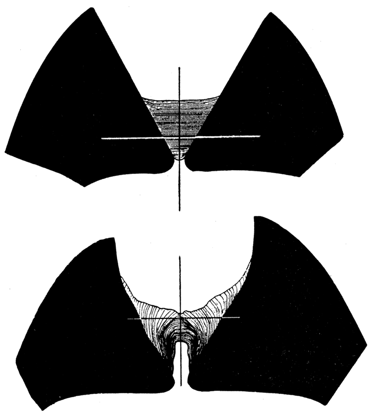 Camera-lucida drawing of a section through Pinctada savignyi.