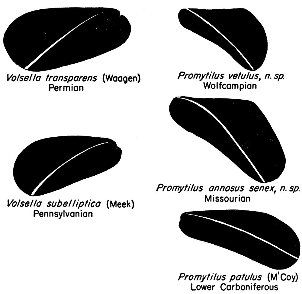 Form series in Volsellina and Promytilus. There is a tendency for younger Promytilus to become more upright in form.