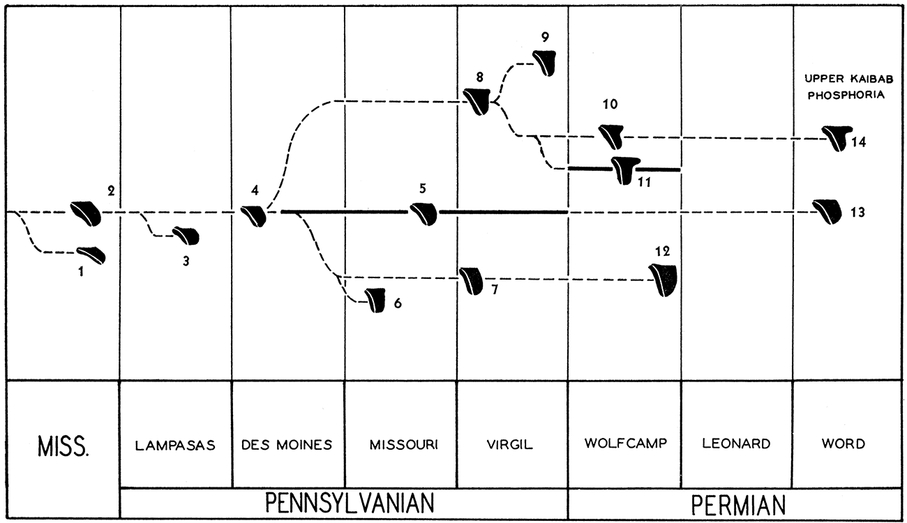 Inferred phylogeny of Myalina, s. s., determined by ontogeny and stratigraphic position.