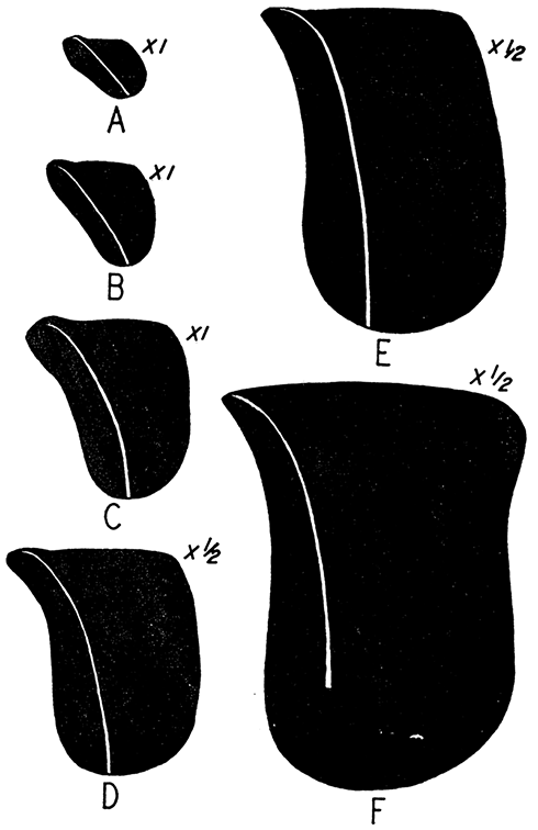 Ontogeny of Myalina (Orthomyalina) subquadrata, correlated with the phylogeny.