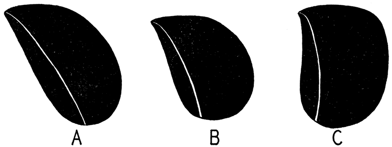 Form series in the genus Selenimyalina n. gen.