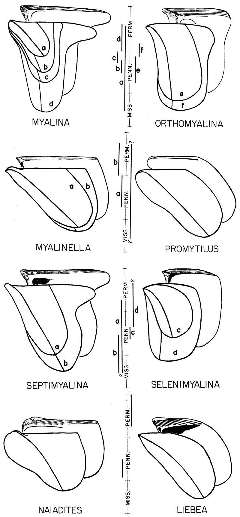 Time value of form trends in some Paleozoic genera and subgenera of Mytilacea.