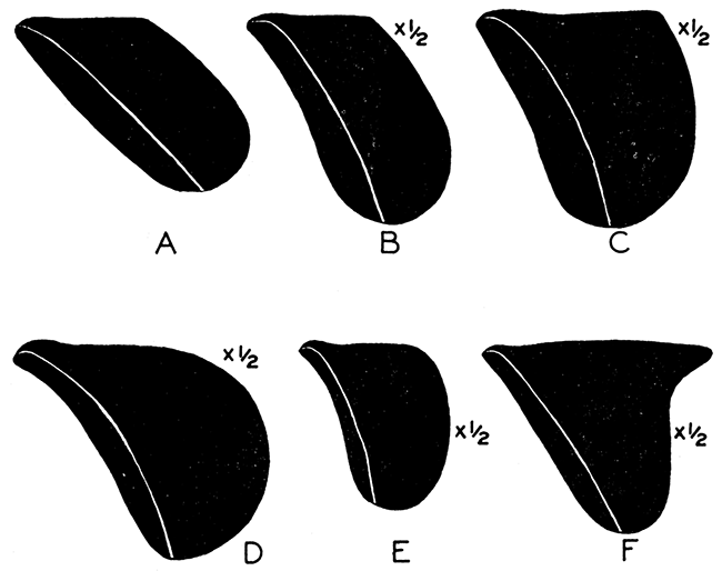 Shell form in species of Septimyalina.