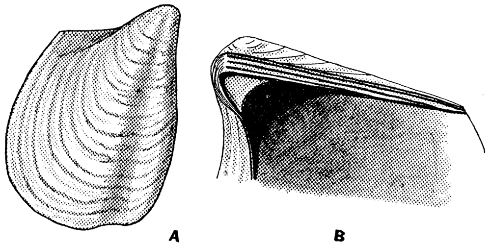 Myalinid genera Atomodesma Beyrich and Maitaia Marwick.