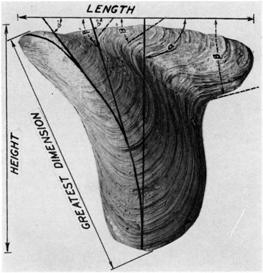 Measurements in mytiloid shells explained on a photo.