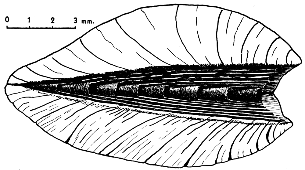 Ligament construction in Myalinidae, Liebea squamosa, Permian of Germany, dorsal view, with valves tightly closed.