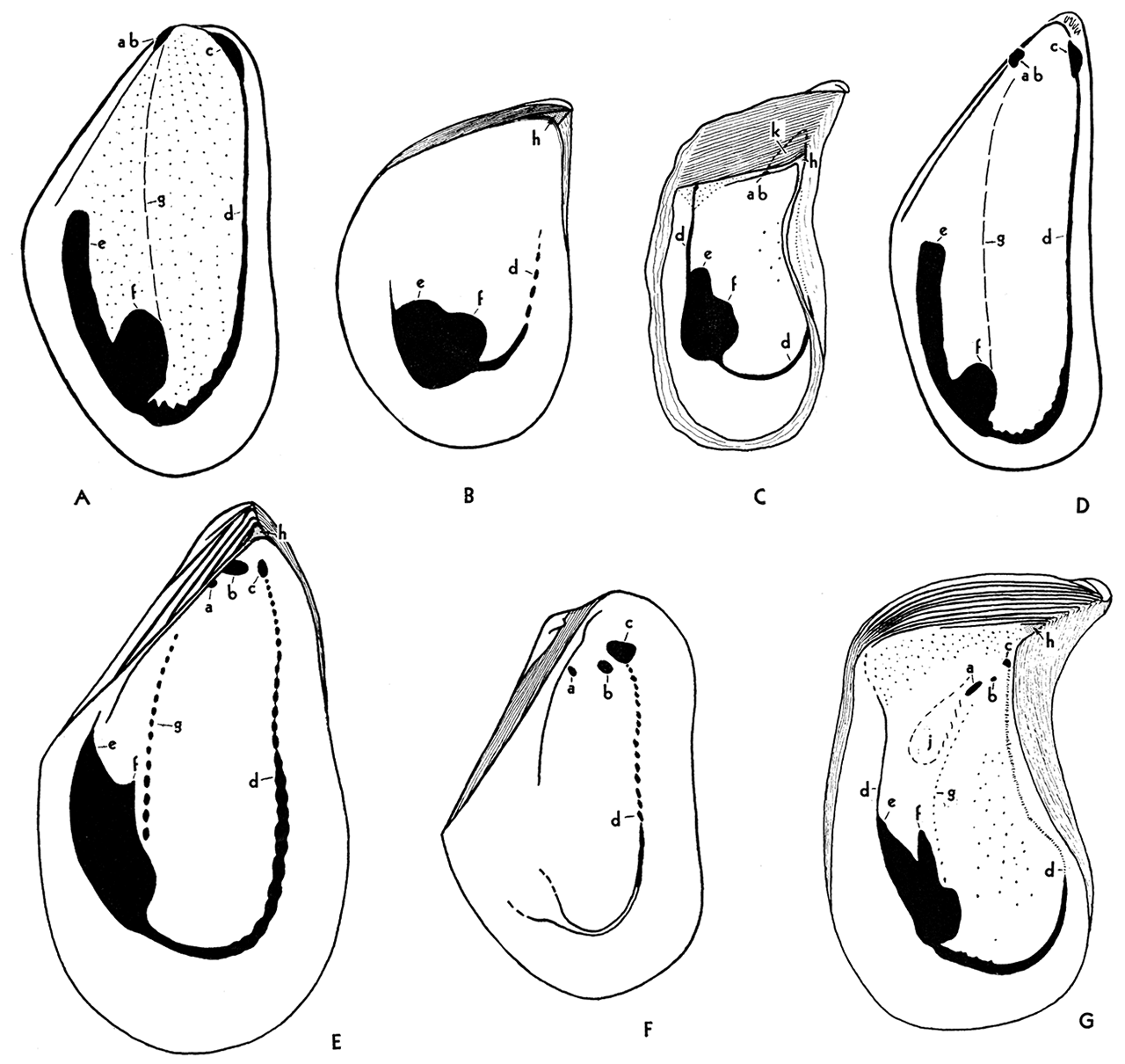 Musculature in genotypes of Paleozoic and Recent Mytilacea.