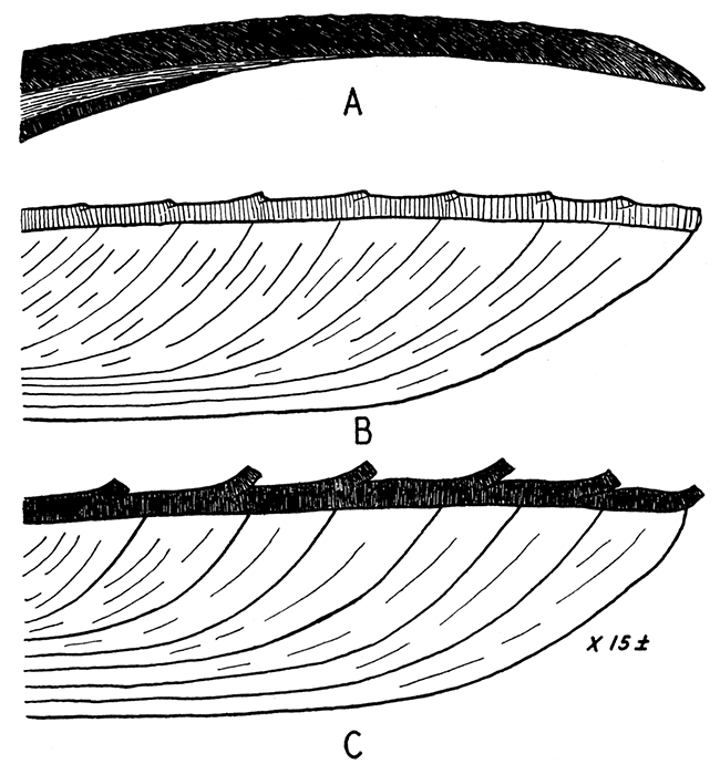 Shell structure of some Mytilacea. Ventral margin at right, beak toward the left.