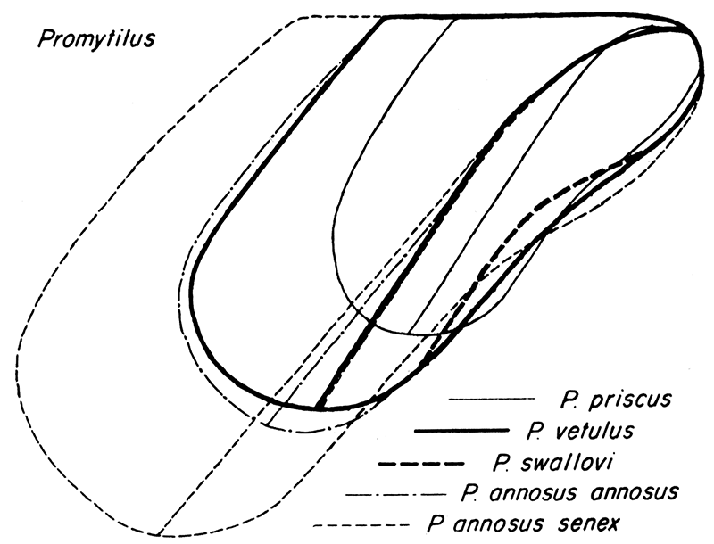 Comparison of form in species of Promytilus. 
