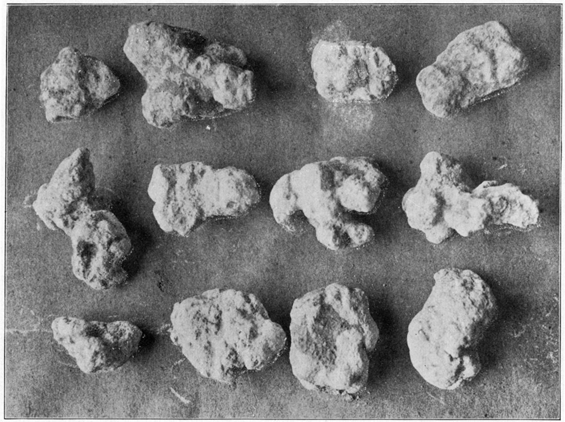 Black and white photo: Concretionary nodules of calcium carbonate from the Terttary of Logan County, natural size.