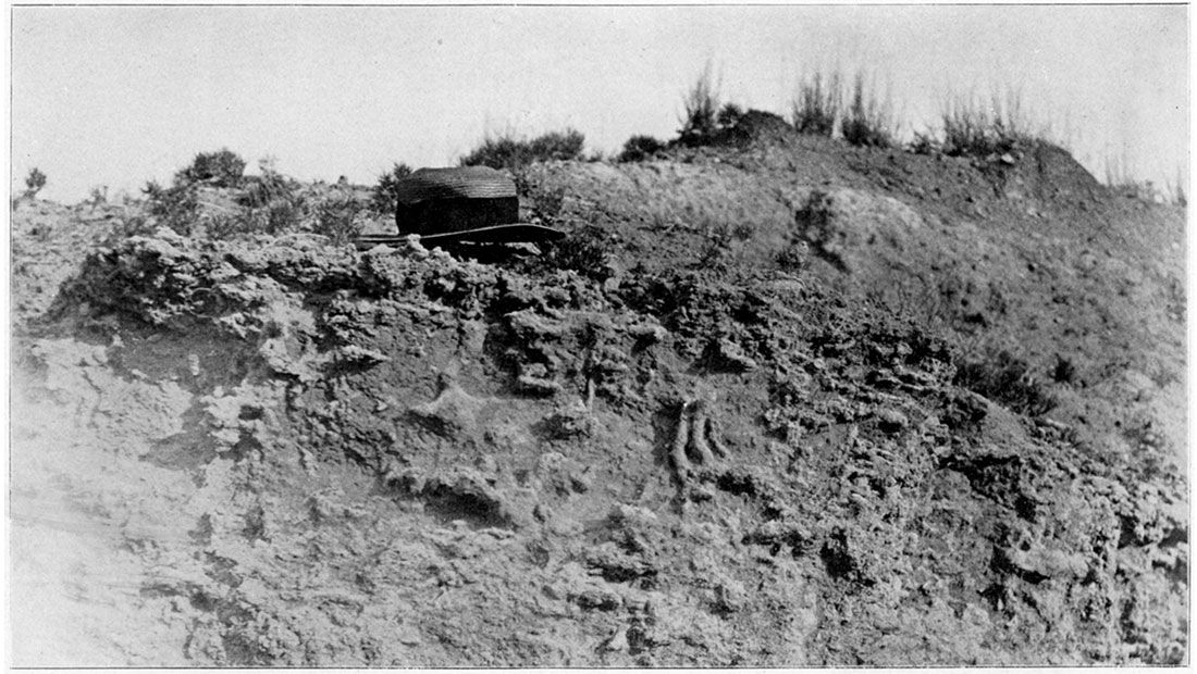 Black and white photo: Concretionary masses of calcium carbonate in clay, Sheridan County.