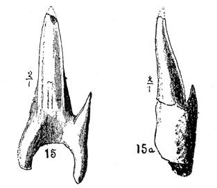 Plate 24, figs. 15, 15a