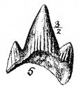 Plate 24, fig. 5, Scyllium rugosus, black and white drawing of tooth
