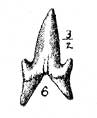 Plate 24, fig. 7, Scyllium (Lamna?) gracilis, black and white drawing of tooth